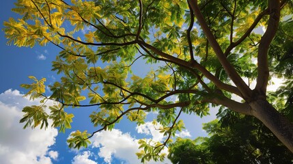 Obraz premium Enchanting Silk Tree Collection: Vibrant Mimosa Blooms, Fern-Like Foliage, and Graceful Canopies in Garden and Natural Settings, Perfect for Botanical Photography, Landscape Design, Floral Art