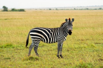 Obraz premium A zebra stands in the grasslands of the masai mara in kenya transparent background