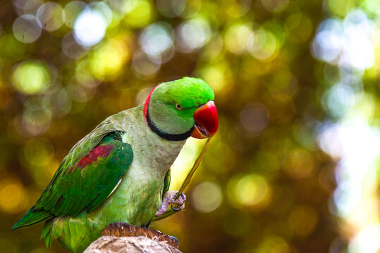 Extreme close-up of a vibrant parakeet delicately holding and eating fresh leaves. 