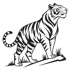 Obraz premium Majestic black and white tiger standing on grass animal