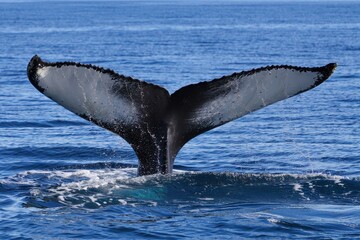 Obraz premium Humpback whale tail emerging from the ocean water surface transparent background
