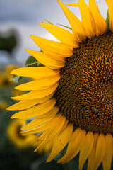 Vibrant Sunflower Field View
