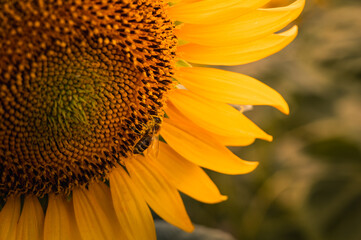 Bee Pollinating Sunflower