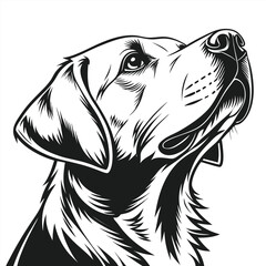 Black and white dog portrait canine animal