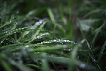 Dew-covered Grass Blades in Morning Sunlight, Nature, Macro, Freshness, Greenery