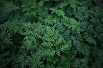 Lush Green Fern Leaves in Dense Forest Background