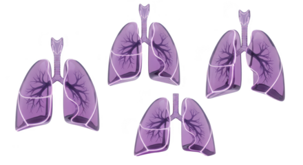 3D rendered human lungs in glass form on white background depicting anatomy medical science and health concepts potentially for educational or healthcare use
