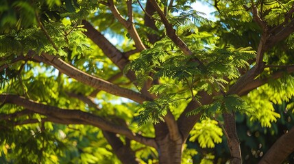Enchanting Silk Tree Collection: Vibrant Mimosa Blooms, Fern-Like Foliage, and Graceful Canopies in Garden and Natural Settings, Perfect for Botanical Photography, Landscape Design, Floral Art