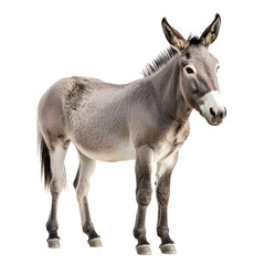 Fototapeta premium Elegant Grey Donkey Standing in Isolation on White Background