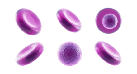 Rendered illustration of erythrocytes (red blood cells) in different views floating on a gradient white background ideal for medical or scientific educational purposes