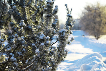 Snow-Covered Evergreen Branches in a Winter Landscape with Sunlight