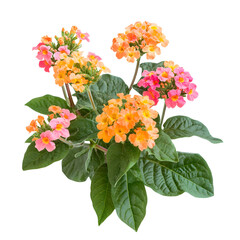 Obraz premium Vibrant Lantana Camara Plant with Bright Orange and Pink Flowers for Garden Lovers