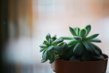 Close-up of Green Succulent Plants in Brown Pot with Soft Focus Background