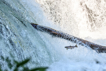 Salmon Leaping Up Sakura Waterfall in Hokkaido, Japan