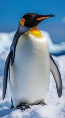 Fototapeta premium Emperor penguin, profile view, sunny day