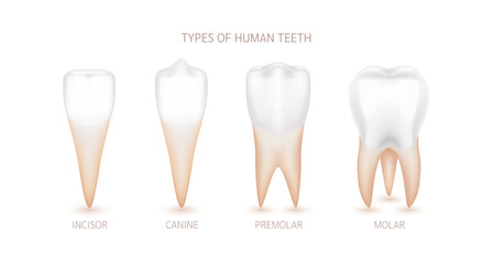 Different types of human teeth from canine, incisor, premolar and molar. Human tooth anatomy organ on white background. Medical dentist concept. 3D Vector EPS10.