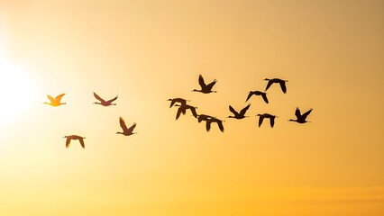 Flying Birds Silhouette at Sunset