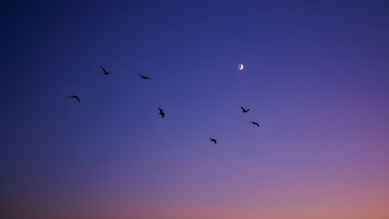 Obraz premium Peaceful Night Sky with Flying Birds Silhouette