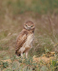 Burrowing owl giving a stern look to photographer