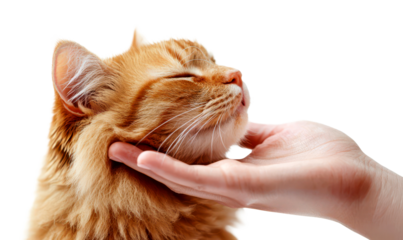 Emotional Hand Petting Cat with Gentle Touch and Real Connection Isolate on Transparent Background, cutout, png