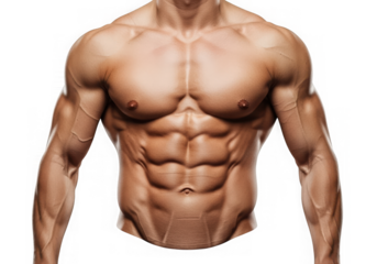 Muscular bodybuilder torso isolated on transparent background