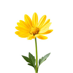 Obraz premium Vibrant Yellow Flower with Petals and Green Stem Isolated on White Background