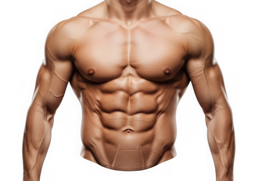 Muscular bodybuilder torso isolated on transparent background