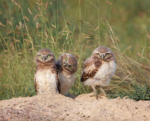Naklejka premium Burrowing Owls chicks give silly look while on nest