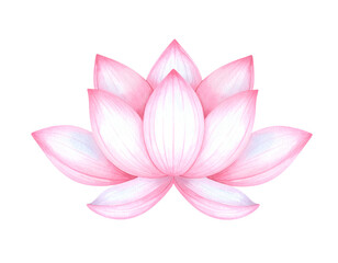 Soft pink lotus flower with gentle petals on isolated white background