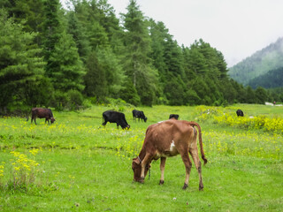 Grassland where cow are gazing | Dhorpatan of nepal
