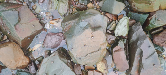 Periwinkles clinging to wet rocks on the shore