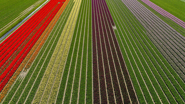 Aerial view of vibrant tulip fields striped with bold reds, yellows, and greens create a stunning tapestry of color, Beverwijk, Netherlands.