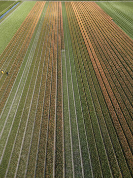 Aerial view of the vibrant tulip fields stretch in parallel rows, a patchwork of colors under the open sky, Beverwijk, Netherlands.