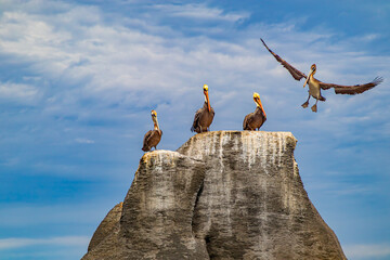 Mountaintop with three pelicans standing and one flying to perch with wings spread, Mexican coast of Coronado Island Protected Area, Loreto Bay National Marine Park in Baja California Sur, Mexico