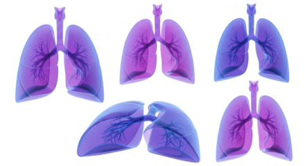 Rendered human lungs in various positions against a white backdrop for medical or educational purposes