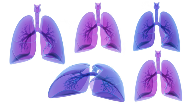Rendered human lungs in various positions against a white backdrop for medical or educational purposes