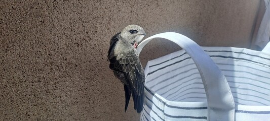 Common swift clinging to the handle of a shopping bag