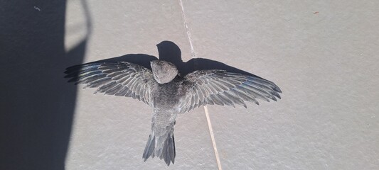 Dead swift lying on tile floor with open wings