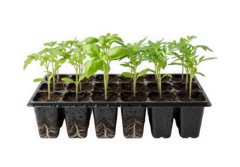 Seedlings of various plants grow in a black plastic tray isolated on transparent background