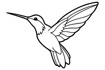 Obraz premium hummingbird in flight