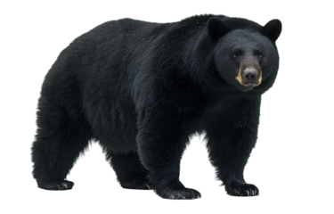 A black bear standing in full body, side view, against a white background