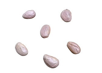 a jackfruit seeds isolated on a transparent background