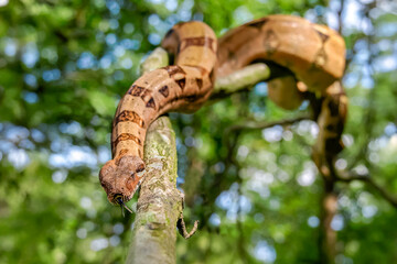 Boa constrictor slithers on a branch with its tongue out. Boa constrictor, Touraine, Indre et Loire 37, région Centre Val de Loire, France, European Union, Europe
