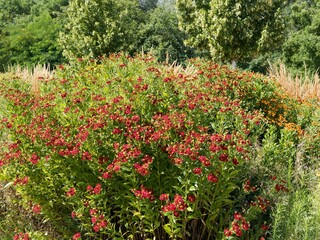 Helenium x cultorum | Sonnenbraut Blumen mit rote Blütenblättern um bräunlich kugelförmige Scheiben auf hohen, verzweigten grünen Stielen an einem hellen und warmen Gartenplatz erstrahlen 