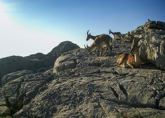 Wild goats and their habitats in the wilderness that lives on the summit of the Taurus Mountains