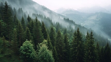 Fototapeta premium Misty evergreen forest on a mountain slope. Coniferous trees covered with fog creating a mysterious landscape. Nature and wilderness concept.
