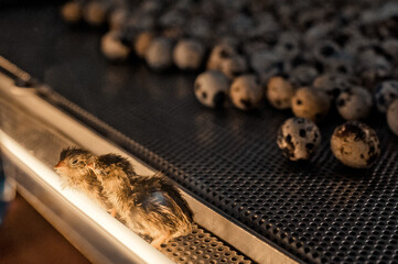Newborn Quail Chick Next to Eggs in Industrial Incubator. © Evgenii