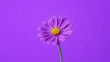 Solitary purple flower, gold center, minimalist purple backdrop, background, bloom