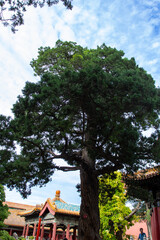 Ancient Pine Tree with Twisted Trunk and Dense Foliage, Low Angle View Against Sky, Traditional Chinese Garden Photography