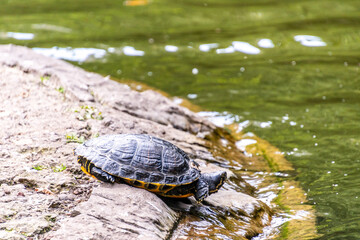 Tortuga en una fuente en un Parque Publico en Asturias.